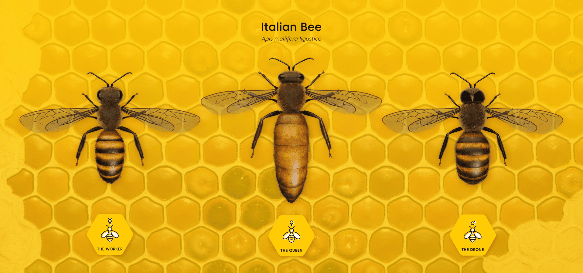 02-italian-bee-3d